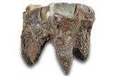 Fossil Woolly Rhino (Coelodonta) Tooth - Siberia #257845-2